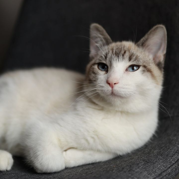 Shrimp & Squid (Bonded Pair) - No Longer Accepting Applications 5