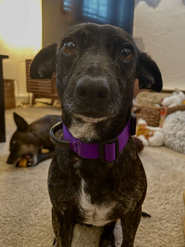 Lily Bean 5