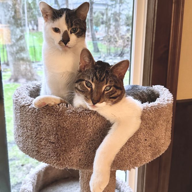 Bill & Frankie (Bonded Pair)