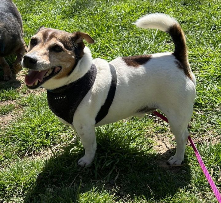 Puddin clearance jack russell