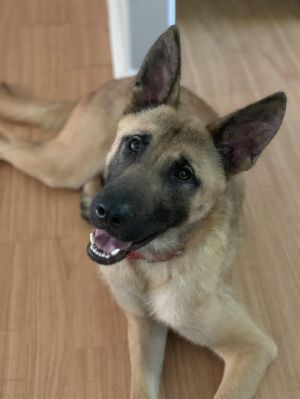 KANO HAS BEEN WAITING A VERY LONG TIME FOR A HOME COULD THAT BE YOU Kano is