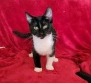 Oreo, an adoptable Domestic Short Hair in Mission Viejo, CA_image-3