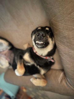 Basil, an adoptable German Shepherd Dog, Siberian Husky in Little Chute, WI, 54140 | Photo Image 3