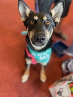 Basil, an adoptable German Shepherd Dog, Siberian Husky in Little Chute, WI, 54140 | Photo Image 4