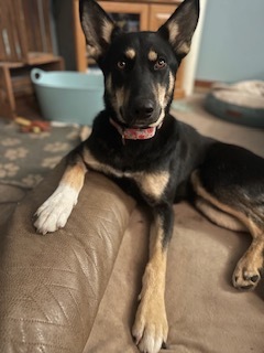 Basil, an adoptable German Shepherd Dog, Siberian Husky in Little Chute, WI, 54140 | Photo Image 6