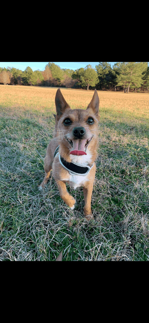 This blind Pomeranian with diabetes needs a new home - can you