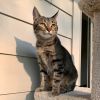 Jolene - Pending Adoption