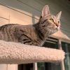 Jolene - Pending Adoption