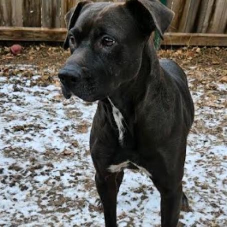 Stella, an adoptable Black Labrador Retriever in Brainerd, MN, 56401 | Photo Image 1