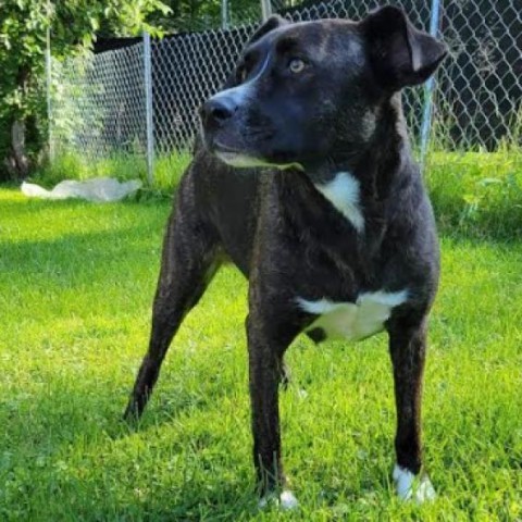 Izzy, an adoptable Terrier in Brainerd, MN, 56401 | Photo Image 1
