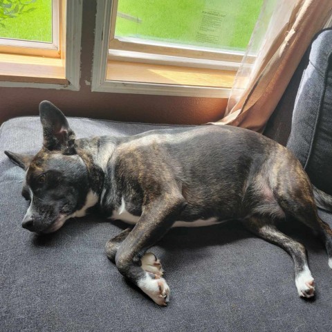 Izzy, an adoptable Terrier in Brainerd, MN, 56401 | Photo Image 1