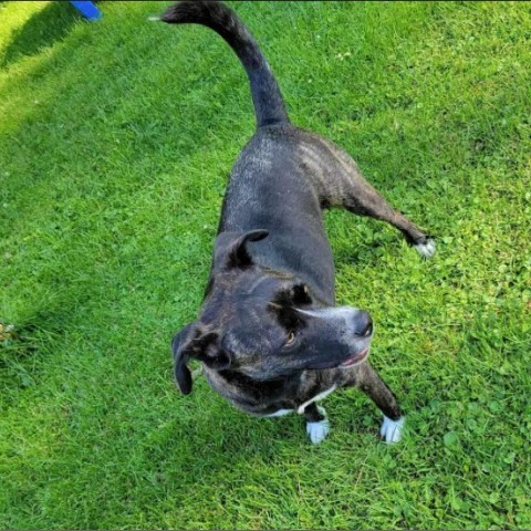 Izzy, an adoptable Terrier in Brainerd, MN, 56401 | Photo Image 6