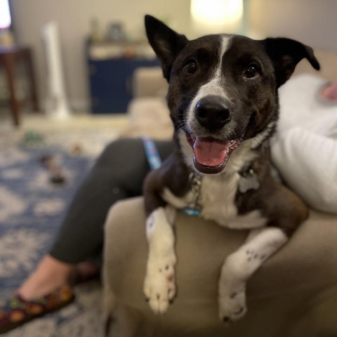 Lanner, an adoptable Cattle Dog, Border Collie in Brainerd, MN, 56401 | Photo Image 1