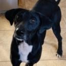 Beatrice, an adoptable Black Labrador Retriever in Brainerd, MN, 56401 | Photo Image 4