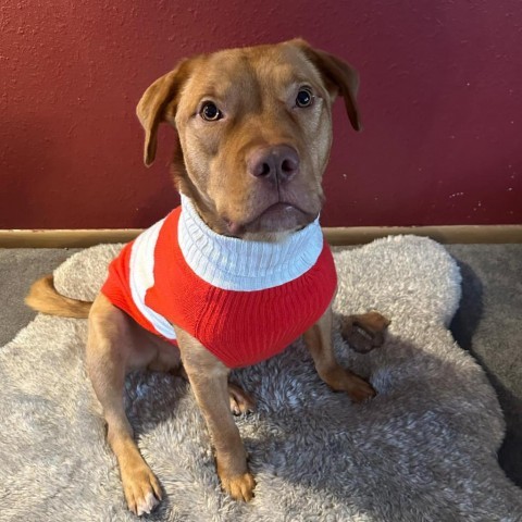 Spur, an adoptable Yellow Labrador Retriever in Sauk Rapids, MN, 56379 | Photo Image 2