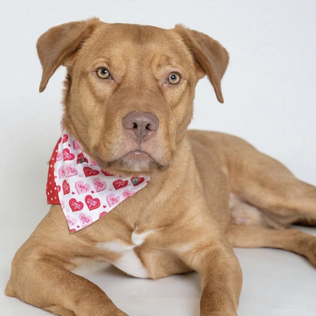 Spur, an adoptable Golden Retriever, Pit Bull Terrier in Sauk Rapids, MN, 56379 | Photo Image 2