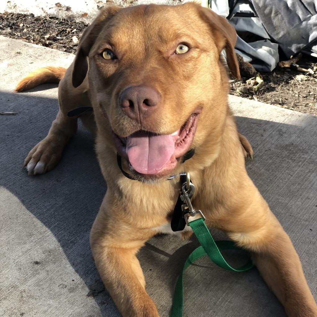Spur, an adoptable Golden Retriever, Pit Bull Terrier in Sauk Rapids, MN, 56379 | Photo Image 2