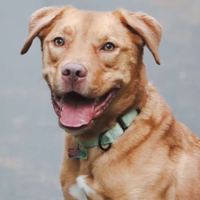 Spur, an adoptable Golden Retriever, Pit Bull Terrier in Lake George, MN, 56458 | Photo Image 2