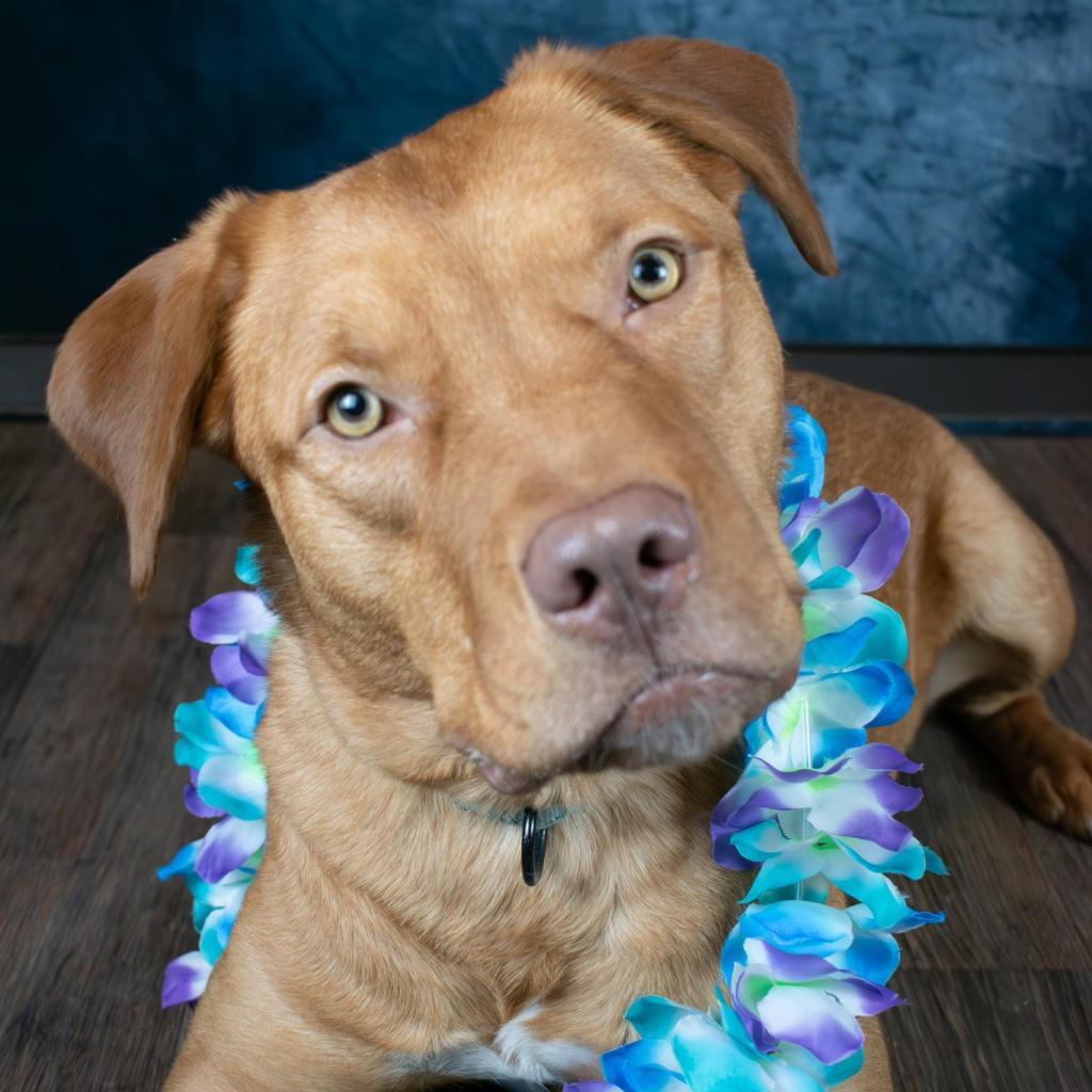 Spur, an adoptable Golden Retriever, Pit Bull Terrier in Lake George, MN, 56458 | Photo Image 3