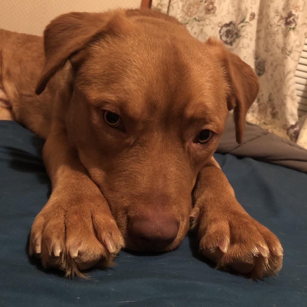 Spur, an adoptable Golden Retriever, Pit Bull Terrier in Sauk Rapids, MN, 56379 | Photo Image 5