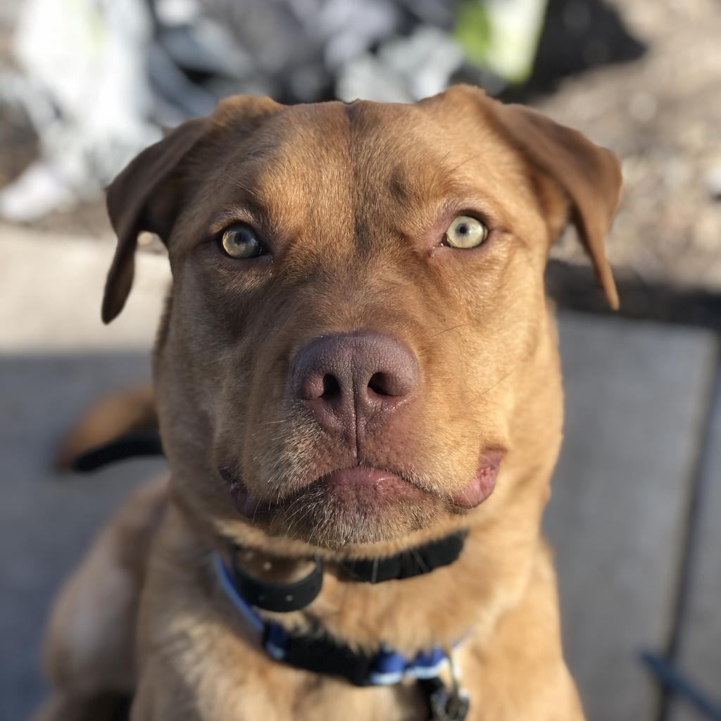 Spur, an adoptable Golden Retriever, Pit Bull Terrier in Sauk Rapids, MN, 56379 | Photo Image 5