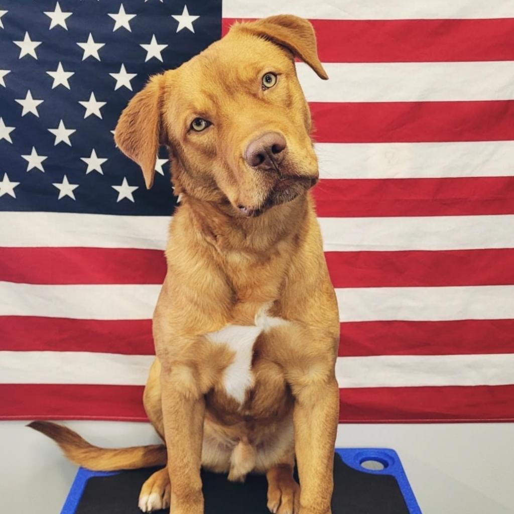 Spur, an adoptable Golden Retriever, Pit Bull Terrier in Sauk Rapids, MN, 56379 | Photo Image 7