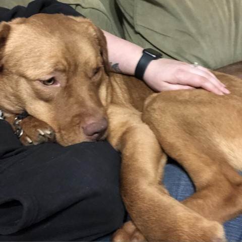 Spur, an adoptable Yellow Labrador Retriever in Sauk Rapids, MN, 56379 | Photo Image 6