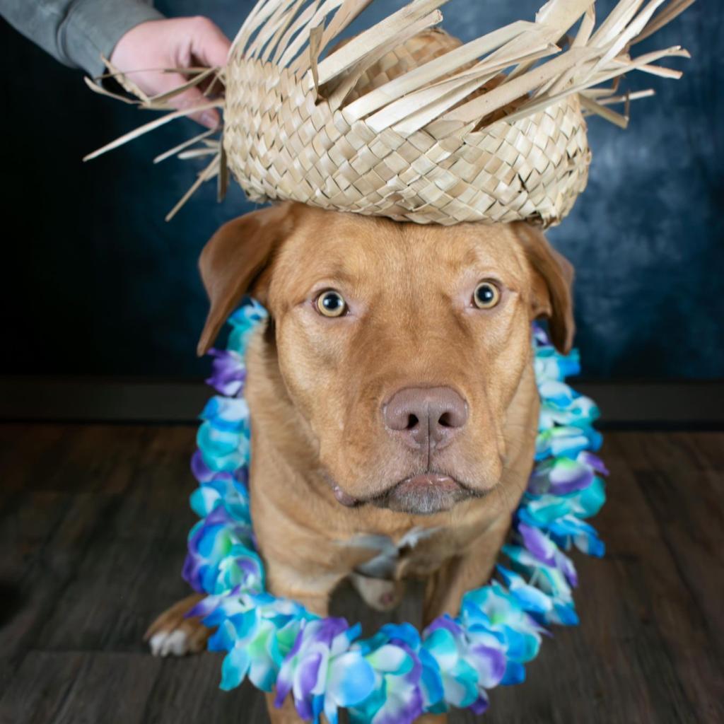 Spur, an adoptable Golden Retriever, Pit Bull Terrier in Lake George, MN, 56458 | Photo Image 9