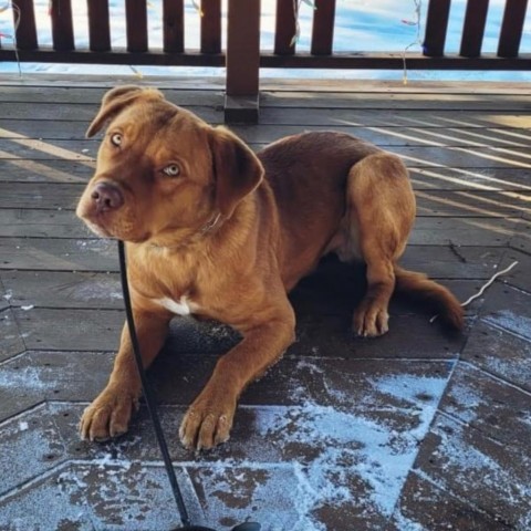 Spur, an adoptable Yellow Labrador Retriever in Sauk Rapids, MN, 56379 | Photo Image 7