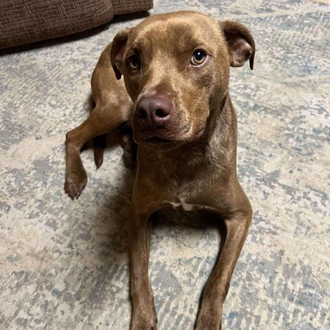 Tesla, an adoptable Retriever, American Staffordshire Terrier in Brainerd, MN, 56401 | Photo Image 4