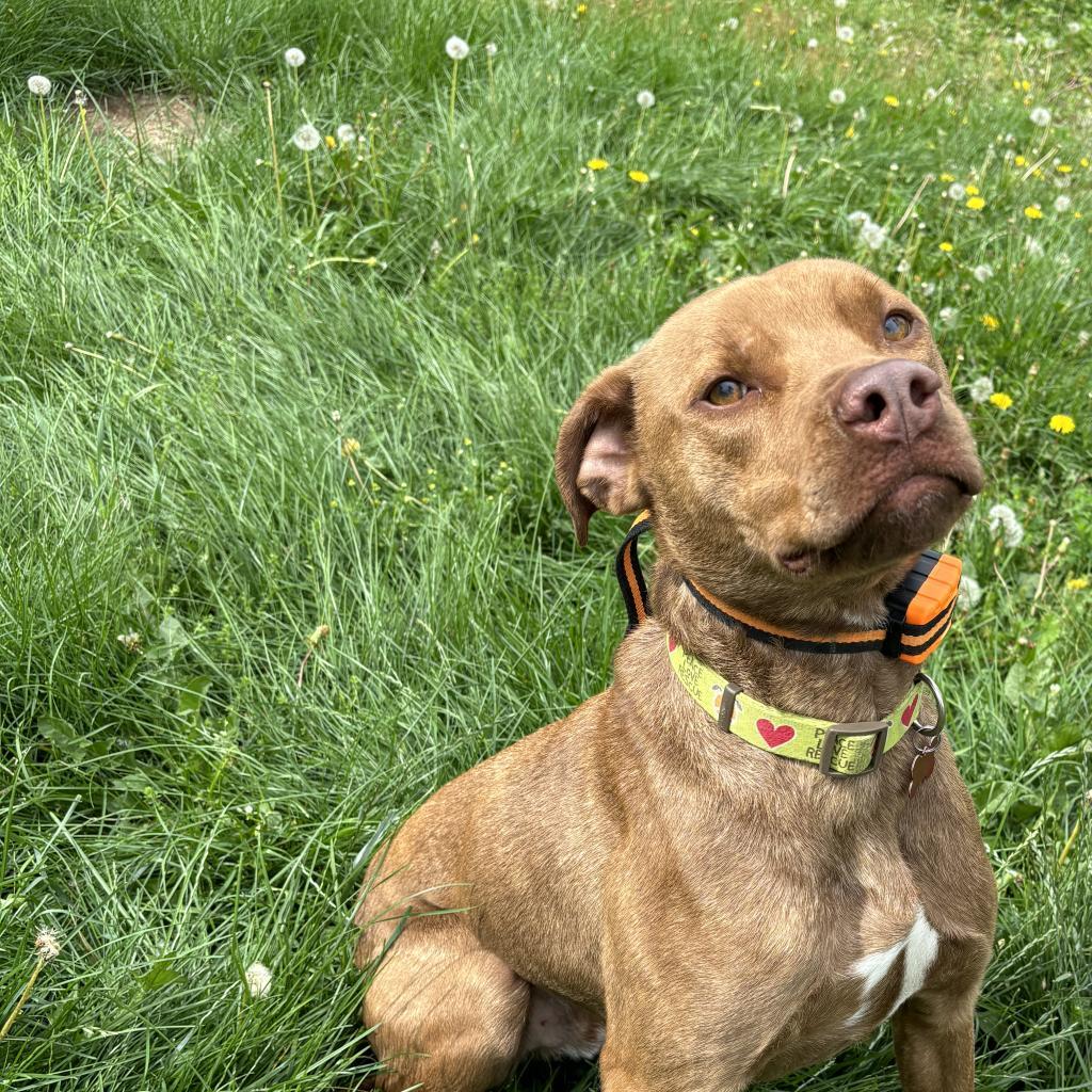 Tesla, an adoptable Retriever, American Staffordshire Terrier in Sauk Rapids, MN, 56379 | Photo Image 2