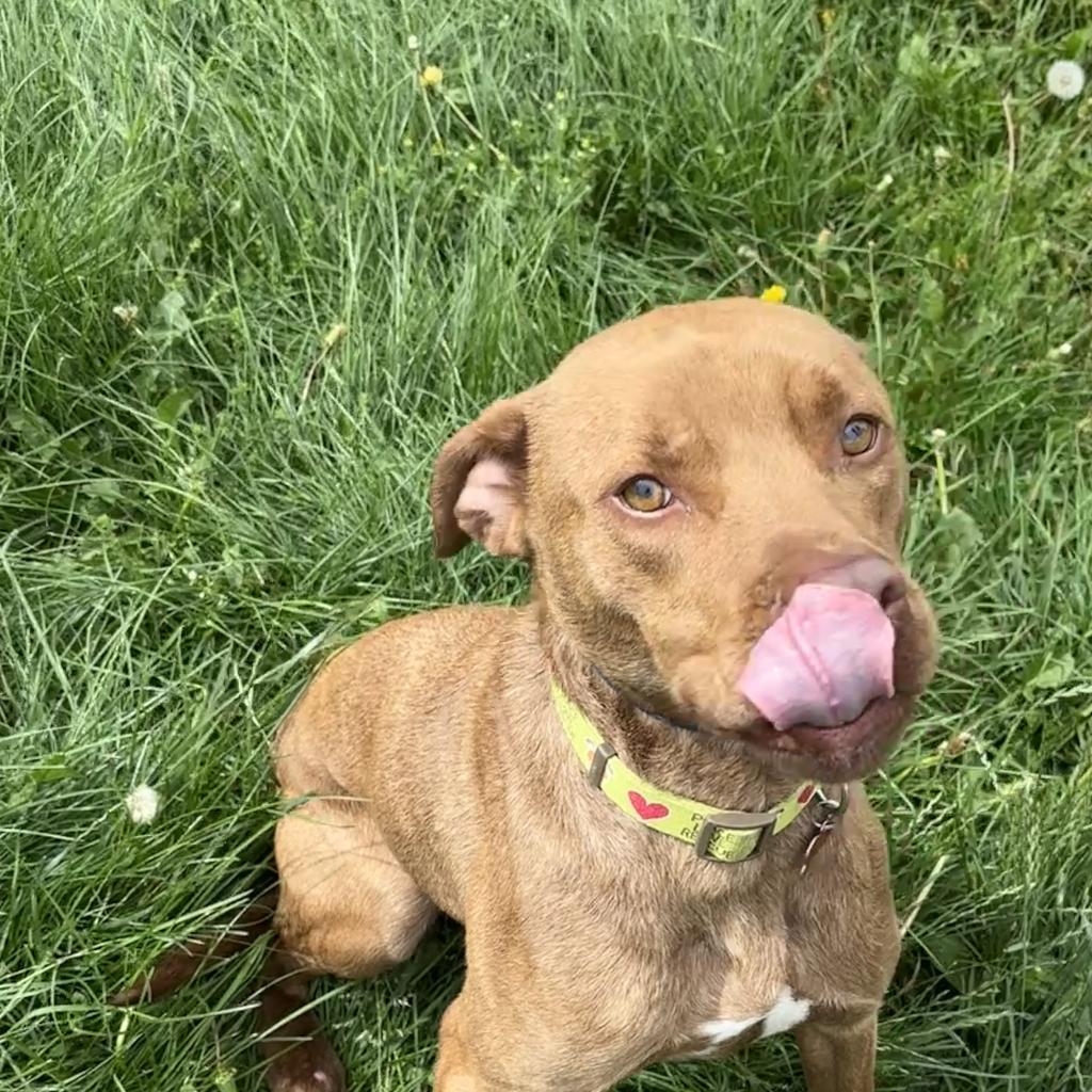 Tesla, an adoptable Retriever, American Staffordshire Terrier in Sauk Rapids, MN, 56379 | Photo Image 4