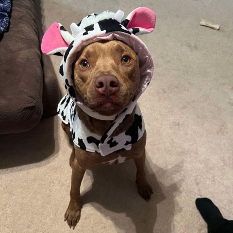 Tesla, an adoptable Retriever, American Staffordshire Terrier in Sauk Rapids, MN, 56379 | Photo Image 5