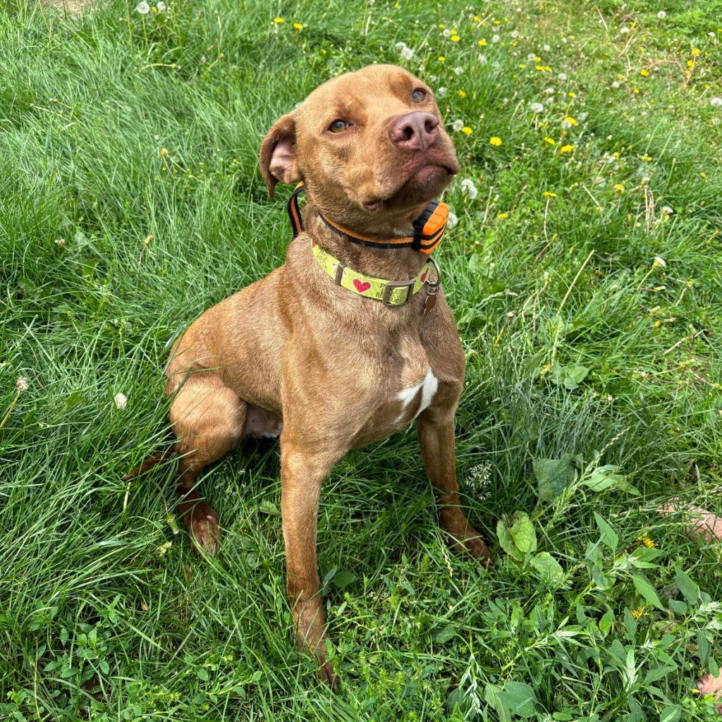 Tesla, an adoptable Retriever, American Staffordshire Terrier in Sauk Rapids, MN, 56379 | Photo Image 6