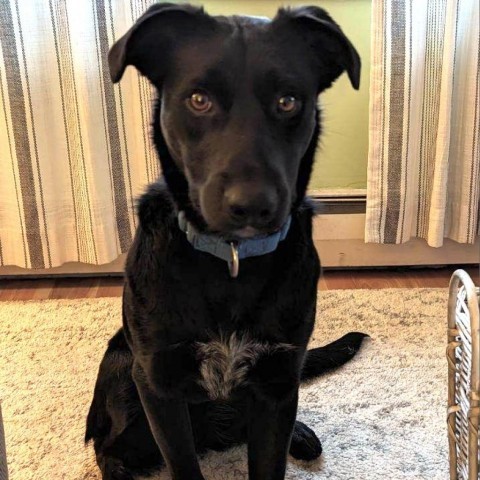 Blackjack, an adoptable Australian Cattle Dog / Blue Heeler in Duluth, MN, 55803 | Photo Image 2