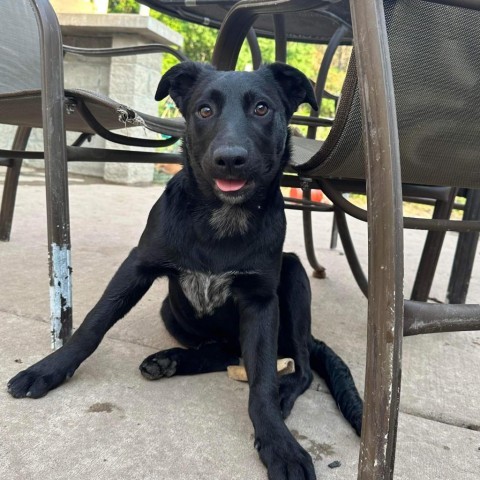 Blackjack, an adoptable Australian Cattle Dog / Blue Heeler in Duluth, MN, 55803 | Photo Image 3