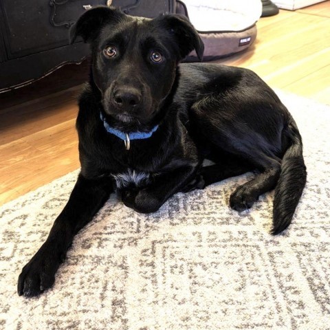 Blackjack, an adoptable Australian Cattle Dog / Blue Heeler in Duluth, MN, 55803 | Photo Image 4