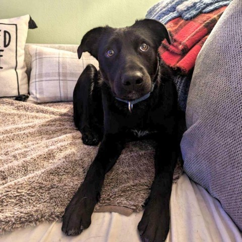 Blackjack, an adoptable Australian Cattle Dog / Blue Heeler in Duluth, MN, 55803 | Photo Image 6