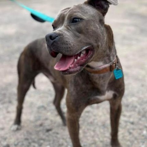 Hooch, an adoptable Boxer, Mixed Breed in Brainerd, MN, 56401 | Photo Image 3