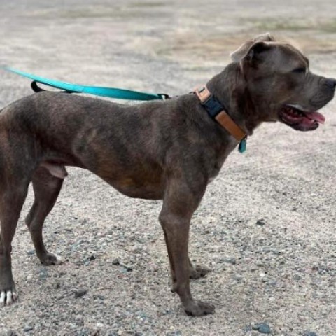 Hooch, an adoptable Boxer, Mixed Breed in Sauk Rapids, MN, 56379 | Photo Image 2