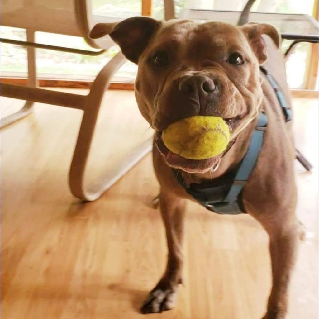 Hooch, an adoptable Boxer, Mixed Breed in Sauk Rapids, MN, 56379 | Photo Image 2