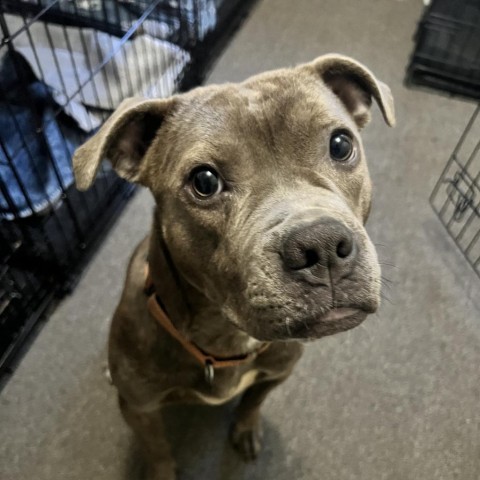 Hooch, an adoptable Boxer, Mixed Breed in Sauk Rapids, MN, 56379 | Photo Image 3