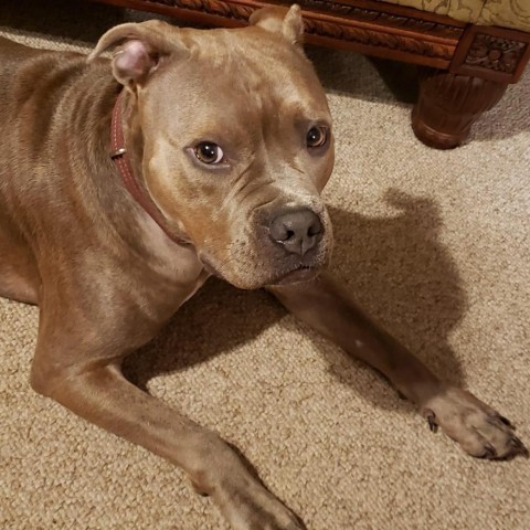 Hooch, an adoptable Boxer, Mixed Breed in Sauk Rapids, MN, 56379 | Photo Image 3