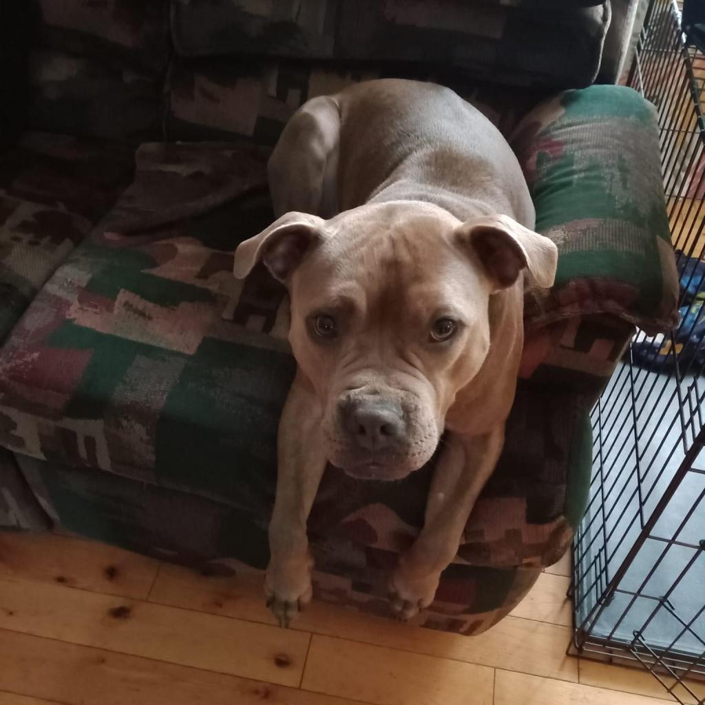 Hooch, an adoptable Boxer, Mixed Breed in Sauk Rapids, MN, 56379 | Photo Image 3