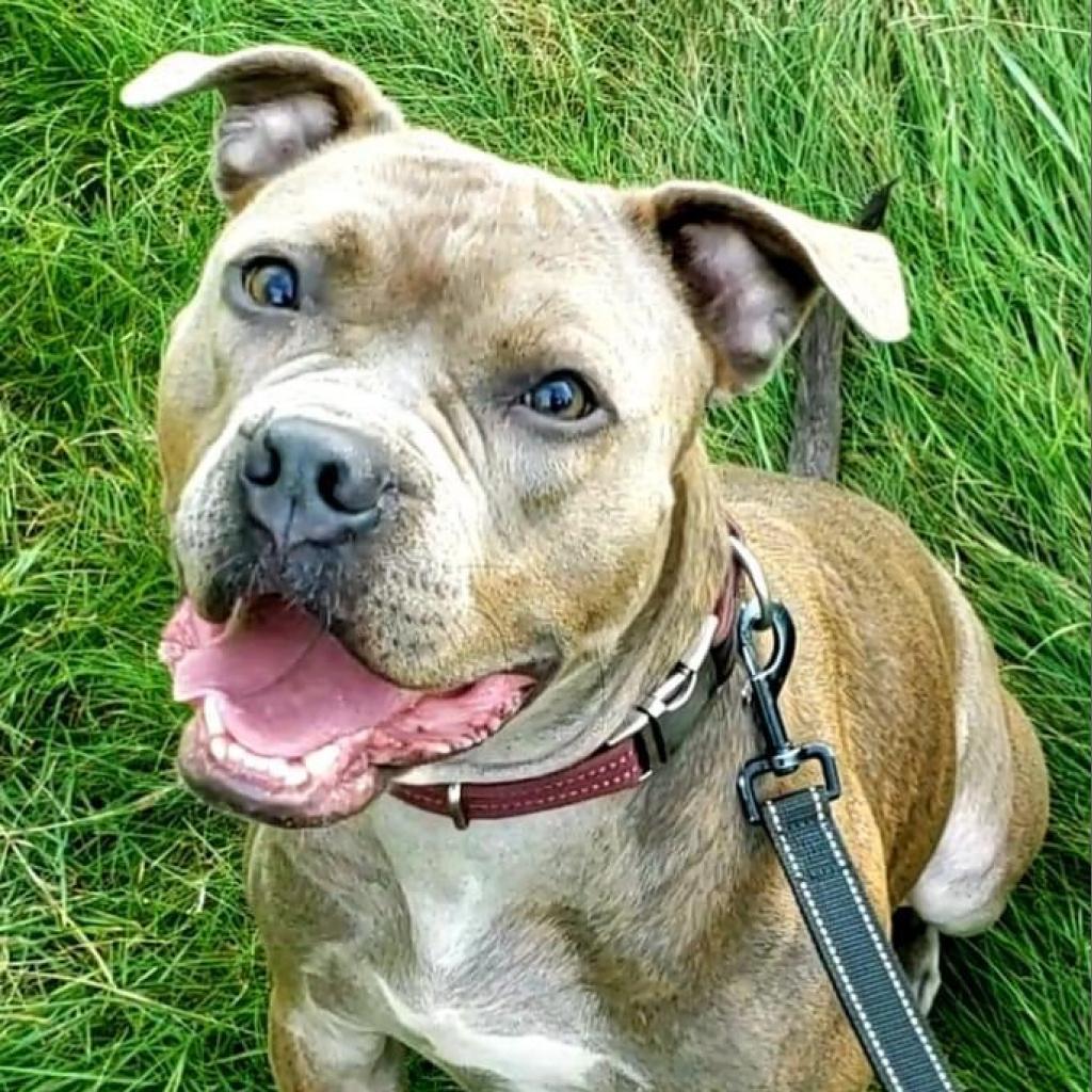 Hooch, an adoptable Pit Bull Terrier, Mixed Breed in Sauk Rapids, MN, 56379 | Photo Image 3