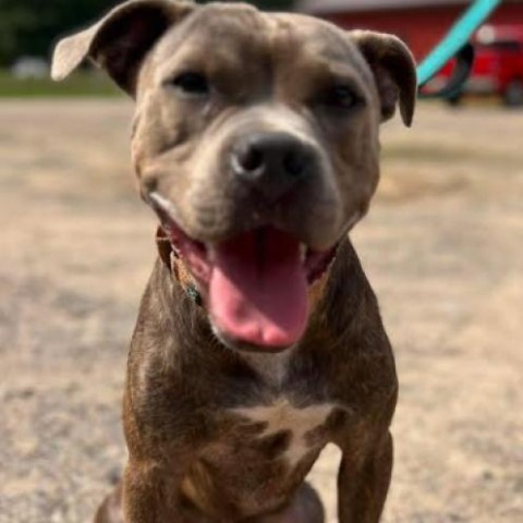 Hooch, an adoptable Boxer, Mixed Breed in Sauk Rapids, MN, 56379 | Photo Image 5