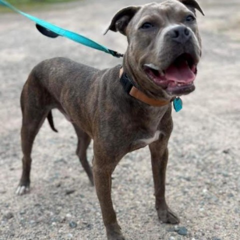 Hooch, an adoptable Boxer, Mixed Breed in Sauk Rapids, MN, 56379 | Photo Image 5