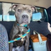 Hooch, an adoptable Boxer, Mixed Breed in Sauk Rapids, MN, 56379 | Photo Image 6