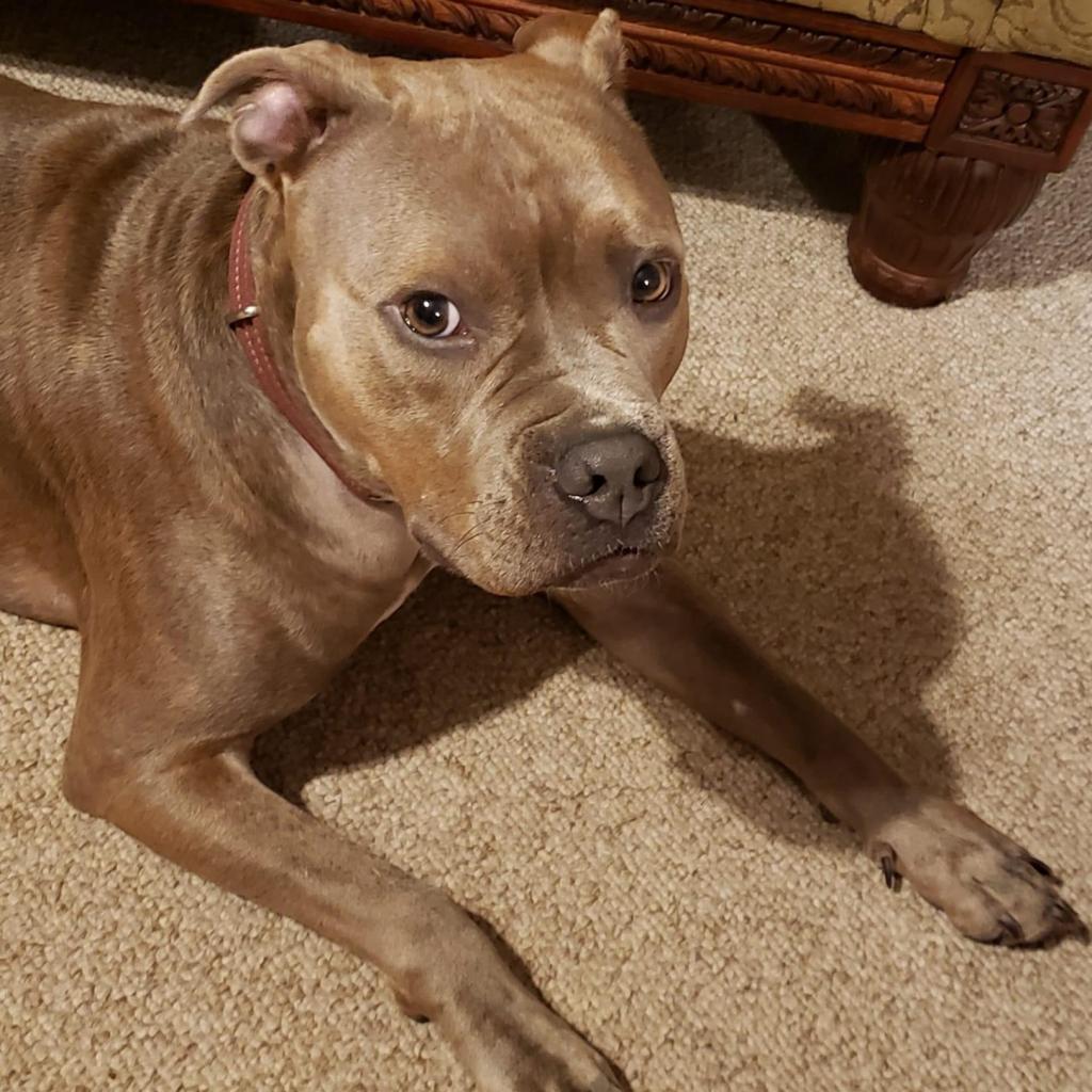 Hooch, an adoptable Boxer, Mixed Breed in Sauk Rapids, MN, 56379 | Photo Image 7