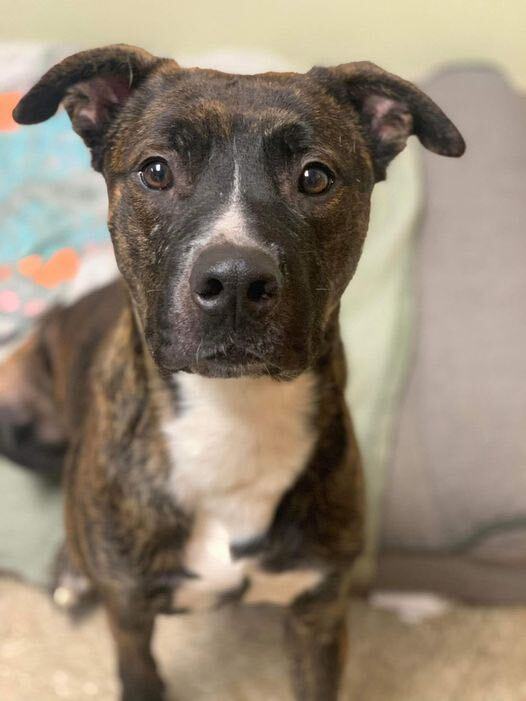 American staffordshire deals terrier brindle puppy